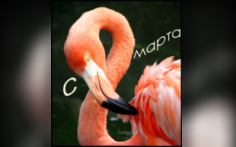 Все советы на 8 марта